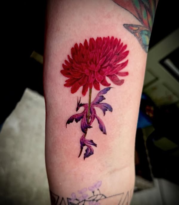 Bold red chrysanthemum in color